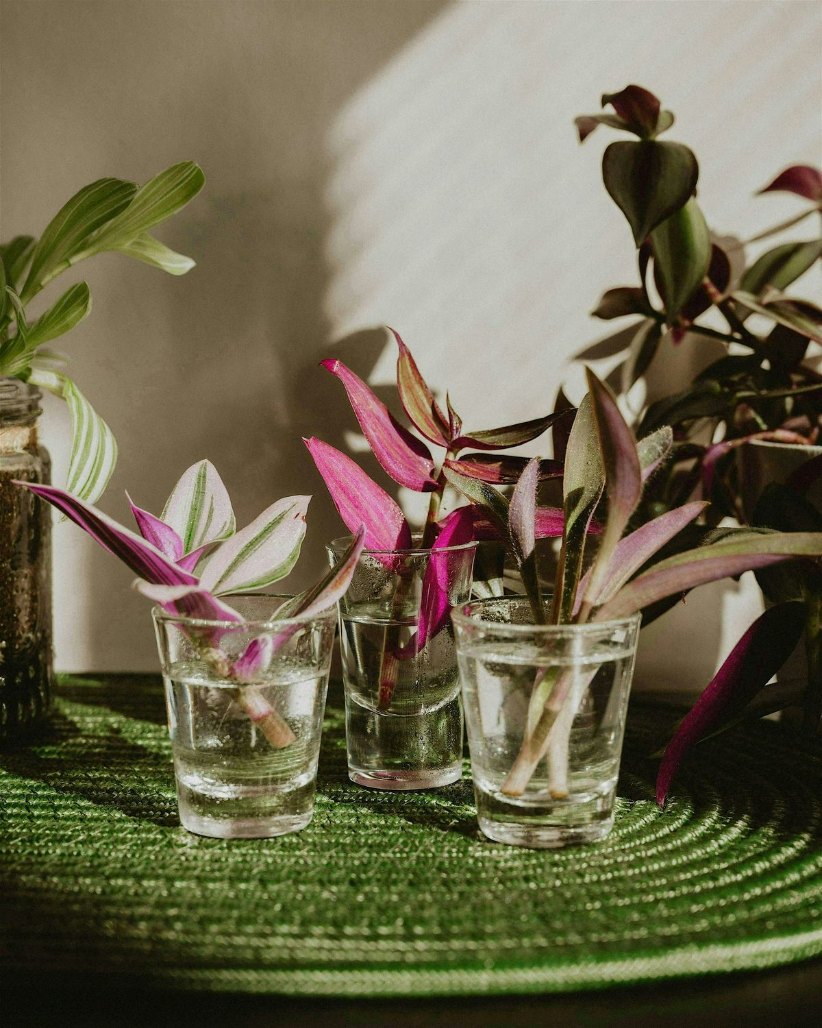 Girls Build: Plant Propagation Station (18+)