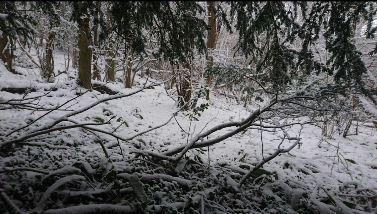 Winter Woods Bushcraft Day 13 February