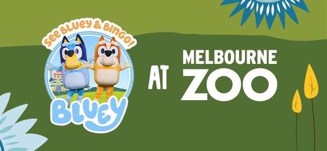 Bluey at Melbourne Zoo