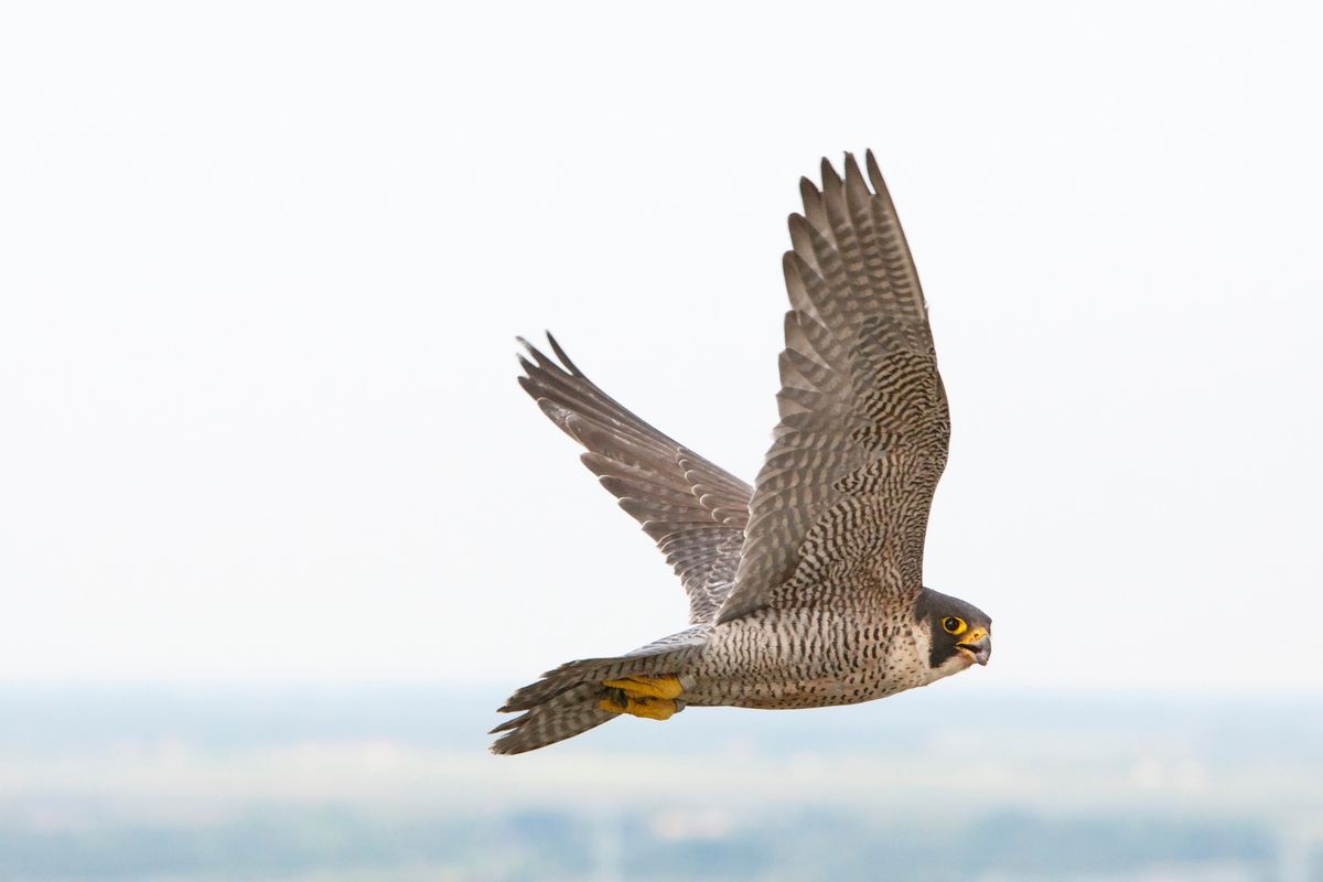 Falconry: the Sport Of Kings