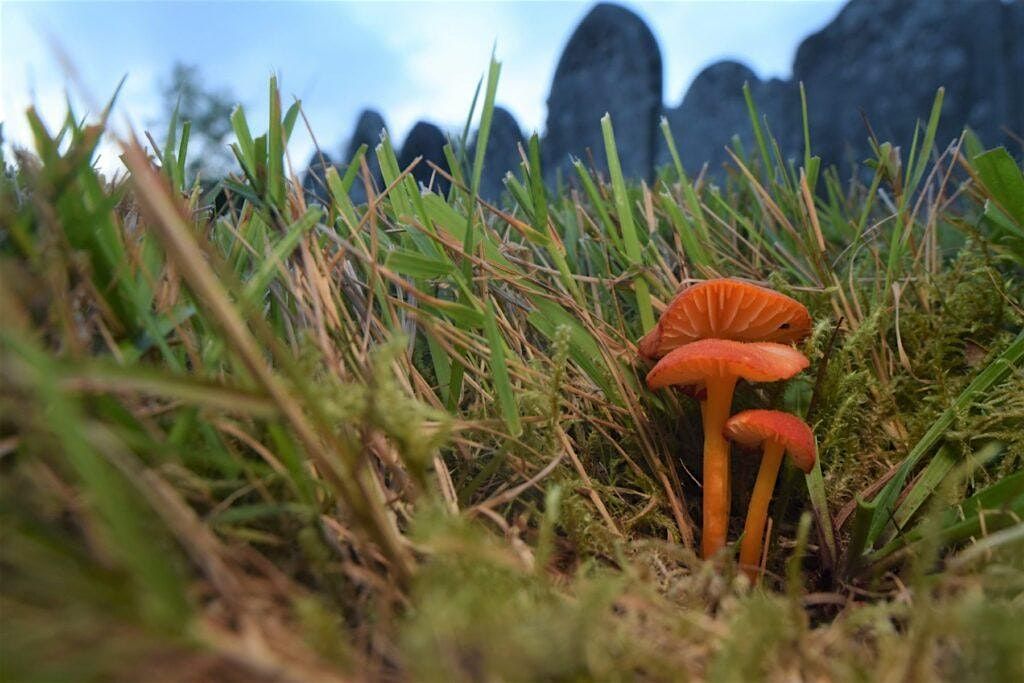 Queer Cemetery Walk: Fungi and Folklore