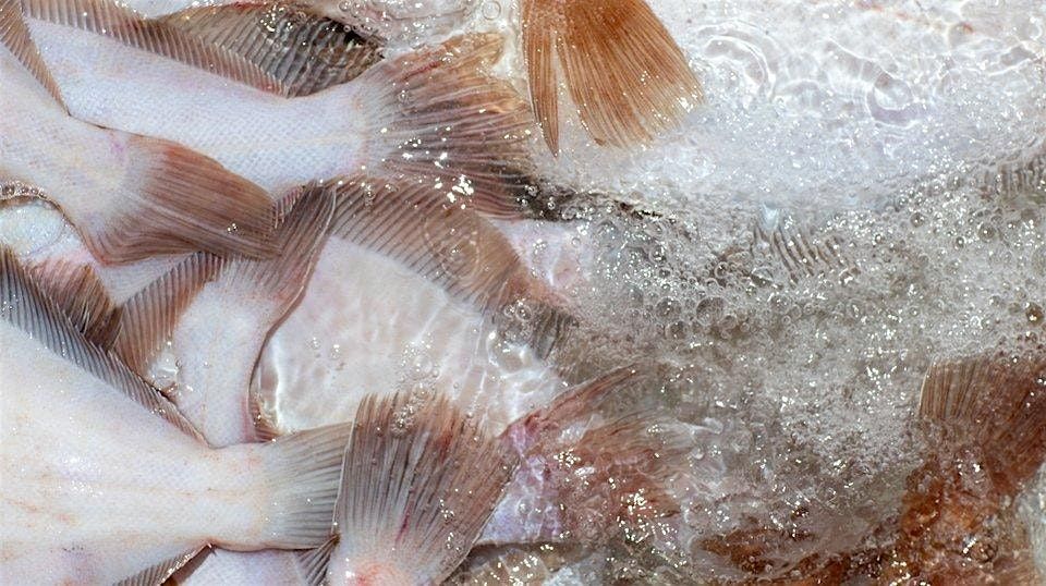 Sea State: Adapting Fisheries & Seafood