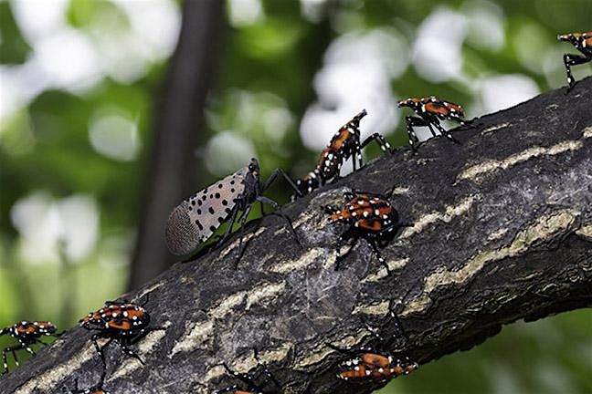 Spotted Lanternfly: Ecology and Impacts \u267f