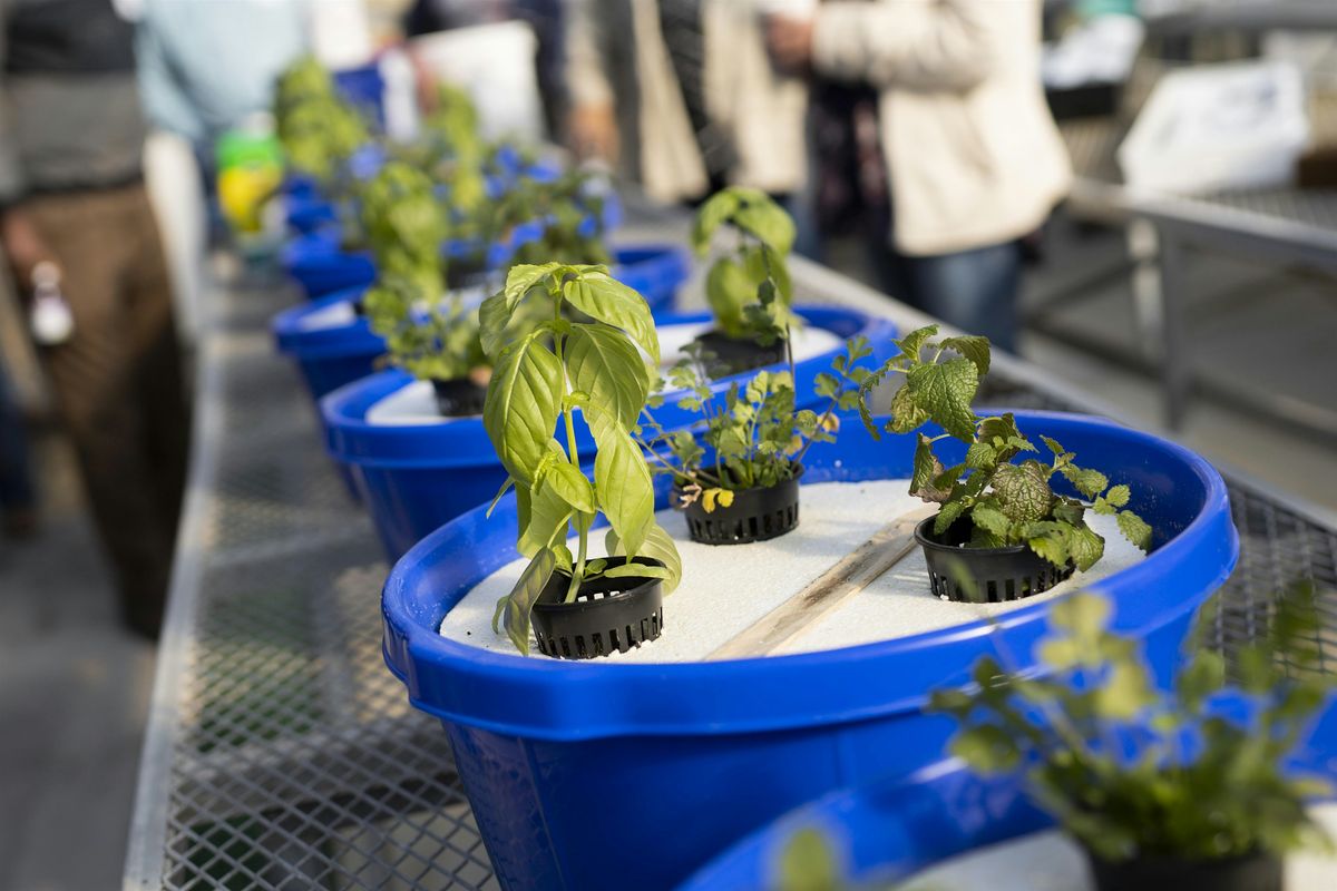 Make & Take Hydroponic Workshop