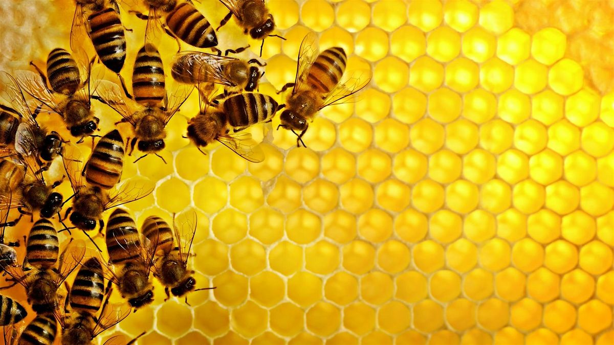Beekeeping Series: Beginner Beekeeping