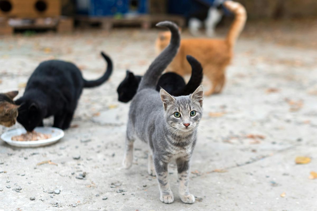Community Cat Colony Care Day
