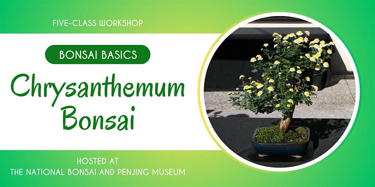 Bonsai Basics: Chrysanthemum Bonsai