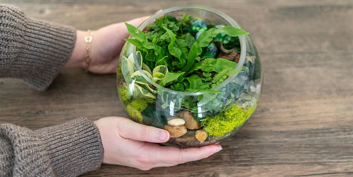 Make-n-Take : Terrariums at Mahoney's Brighton