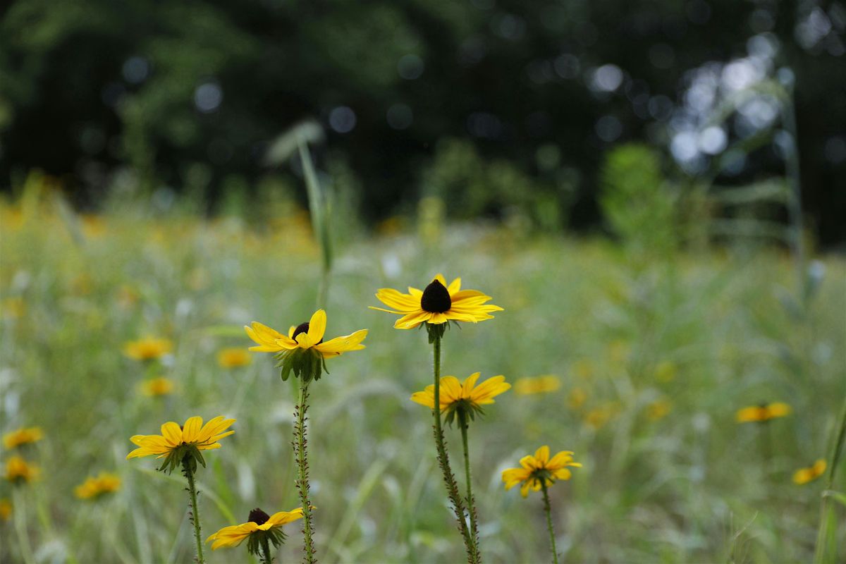 Back to Butler, Back to Nature: A Homecoming Tour of Rewilded Spaces