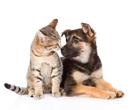 Chicago FREE PET HEALTH FAIR