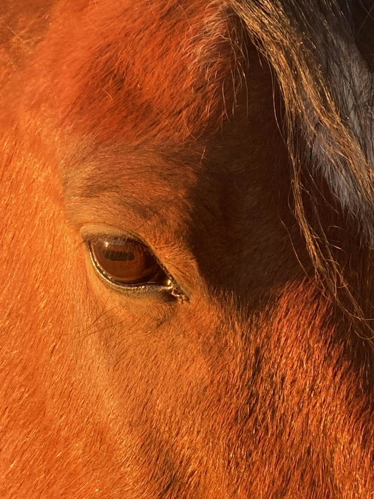 Heart To Heart With Horses - Deep Dive into Self Acceptance