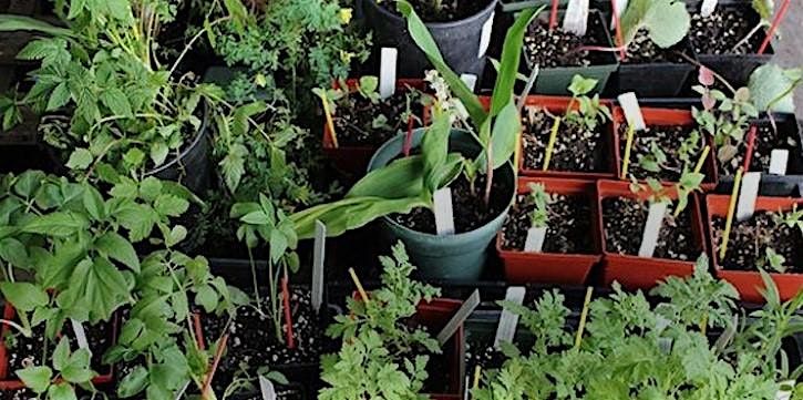 Frederick County Master Gardener:  Propagating Native Plants