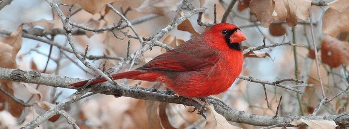 Cross Timbers Bird Walk