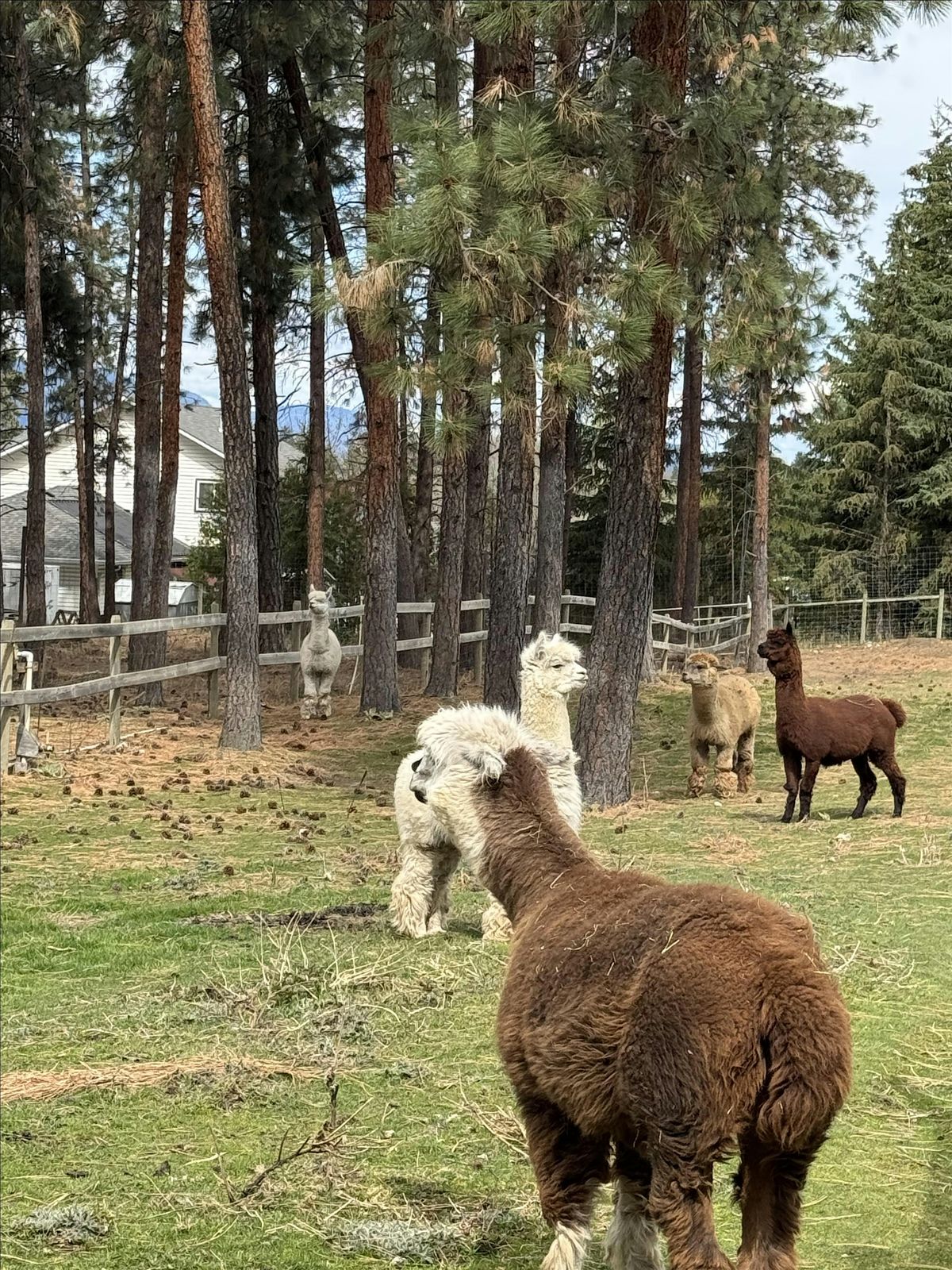 Sip, Stretch & Soothe: Yoga, Meditation & Alpaca Connection at SOMA