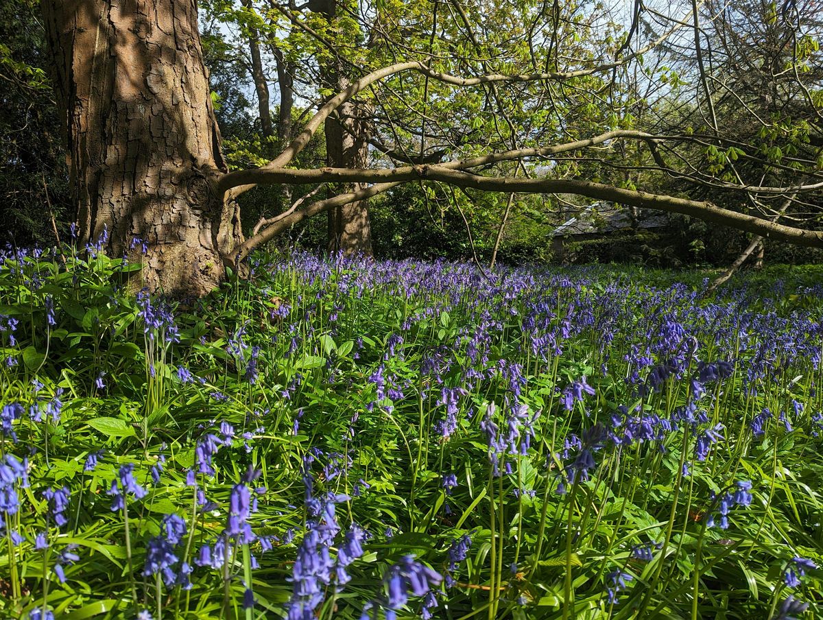 Forest Bathing at Lauriston Castle Gardens