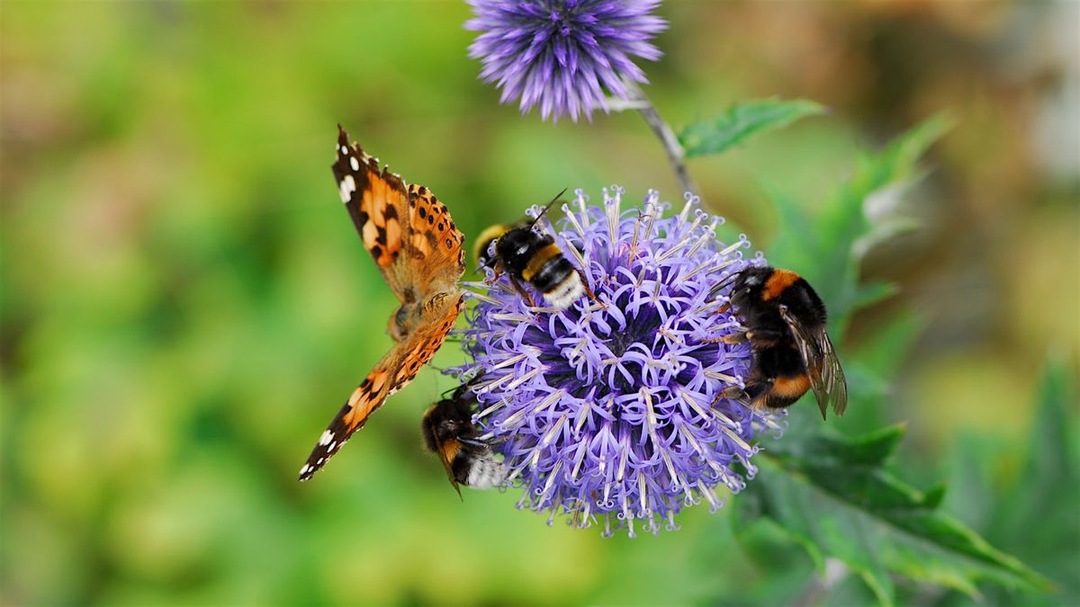 Edible Gardening for Pollinators