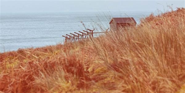 Wild Writing: generative writing classes, 6 week in person block