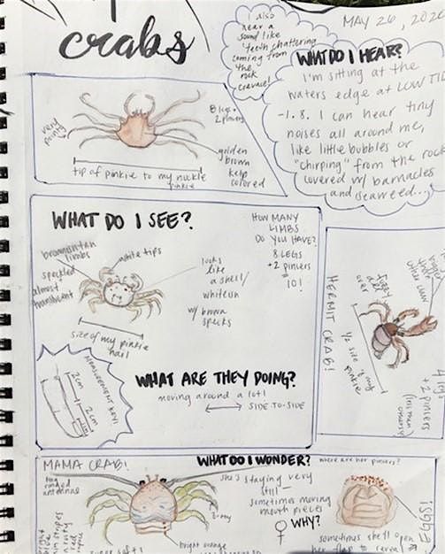 Nature Journaling (all ages)