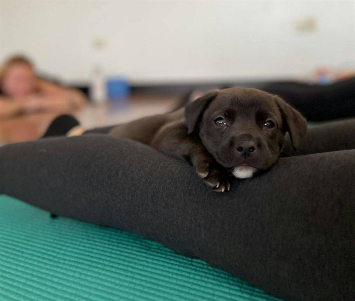 Rescue Puppy Yoga @ Woodie Fisher