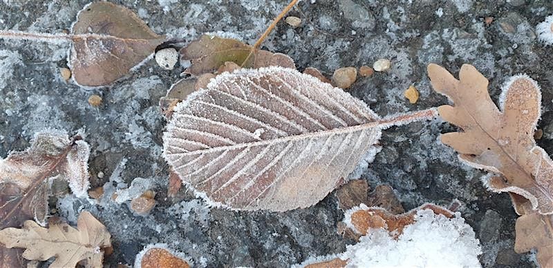 Winter Wellness: Walk and Craft at Sevenoaks Wildlife Reserve