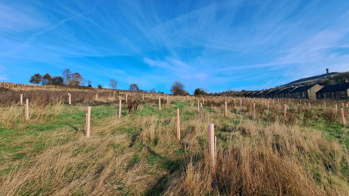 Tree Planting in Kirklees - Newsome ward