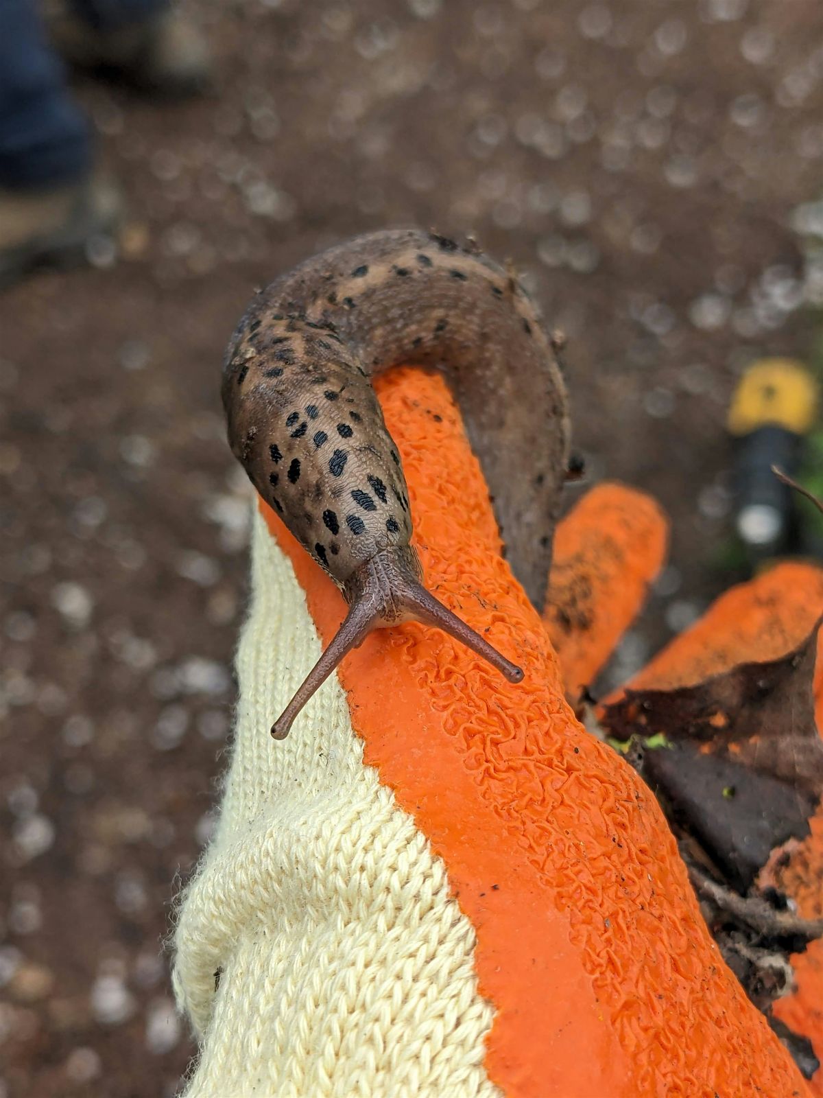 Slug Survey - The Paddock