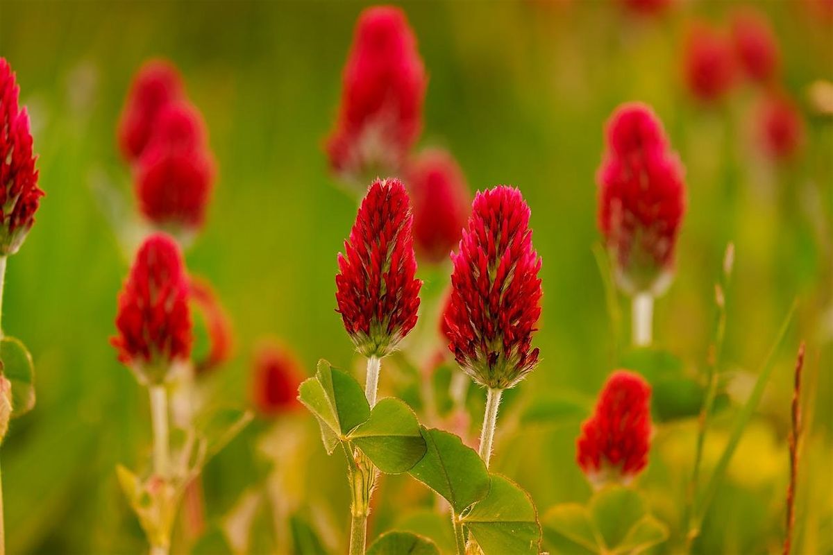 Central Piedmont Winter Cover Crops Meeting