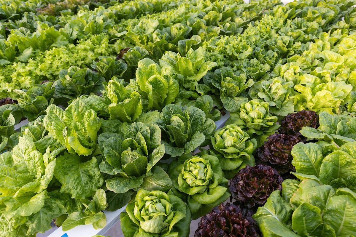 10-04-2025: Basic Vegetable Gardening