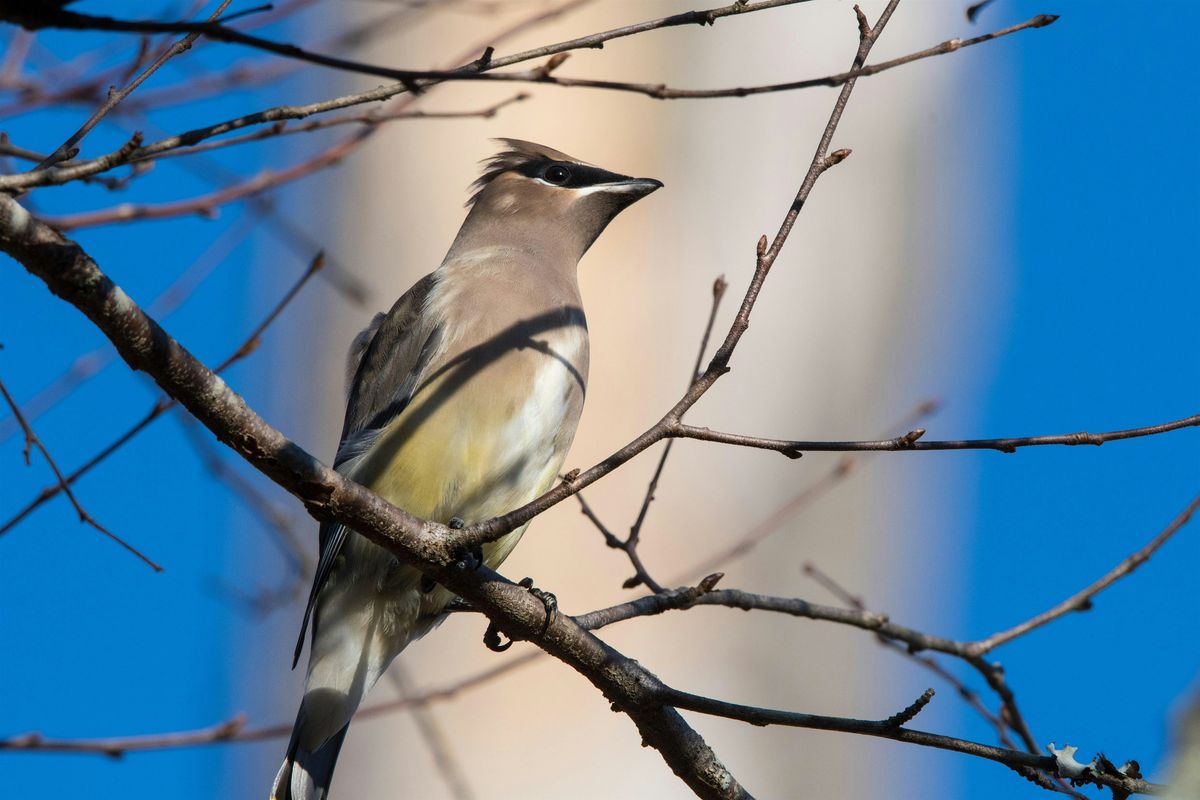 Birding at Burden October 2025