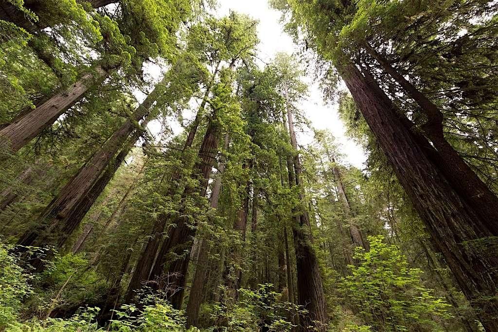 Springtime in the Redwoods