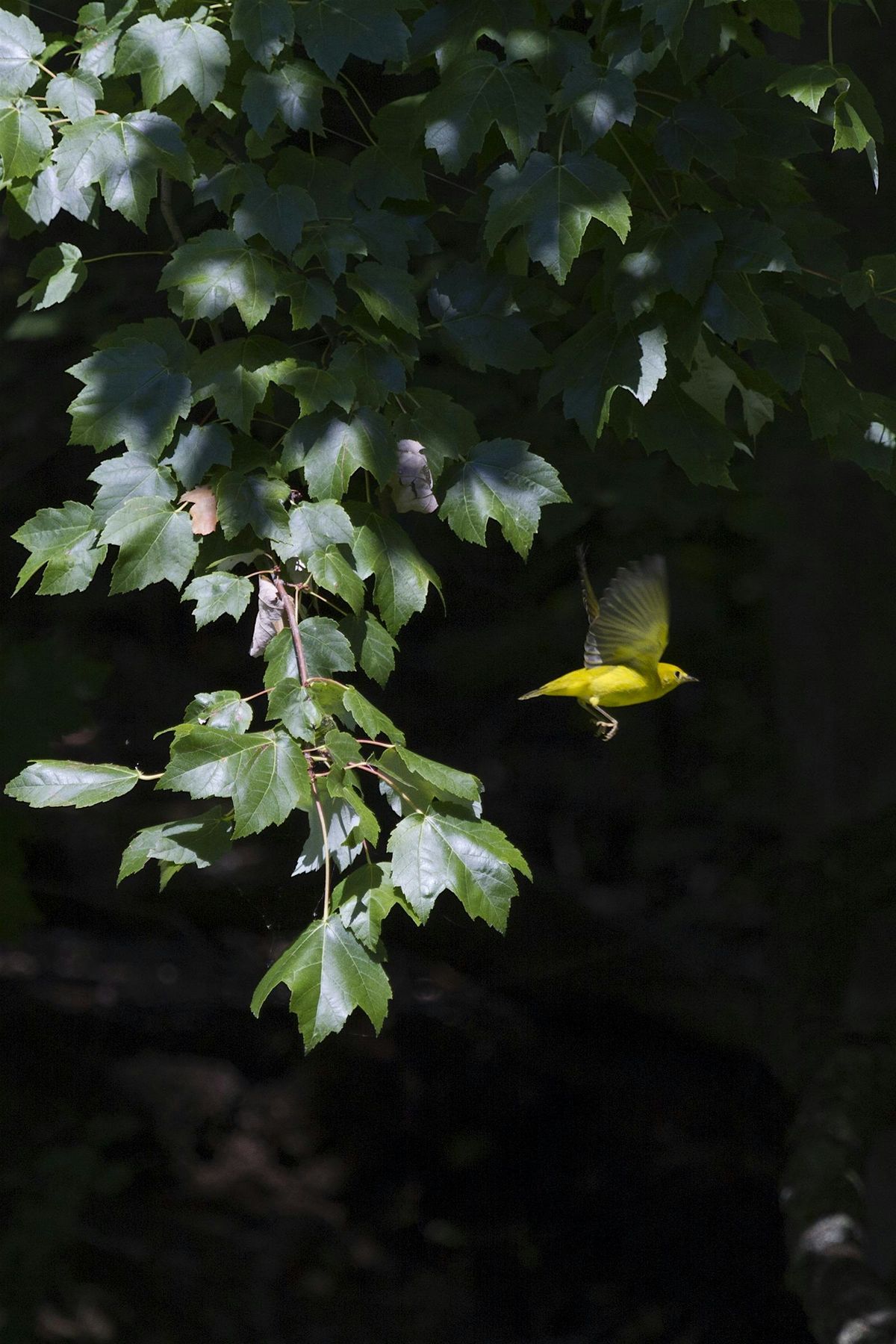 LGBTQ+ History and Birding in the Vale