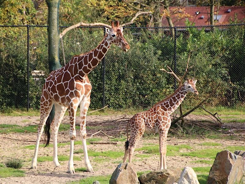 Zomer voor ieder Schiedams kind - Diergaarde Blijdorp