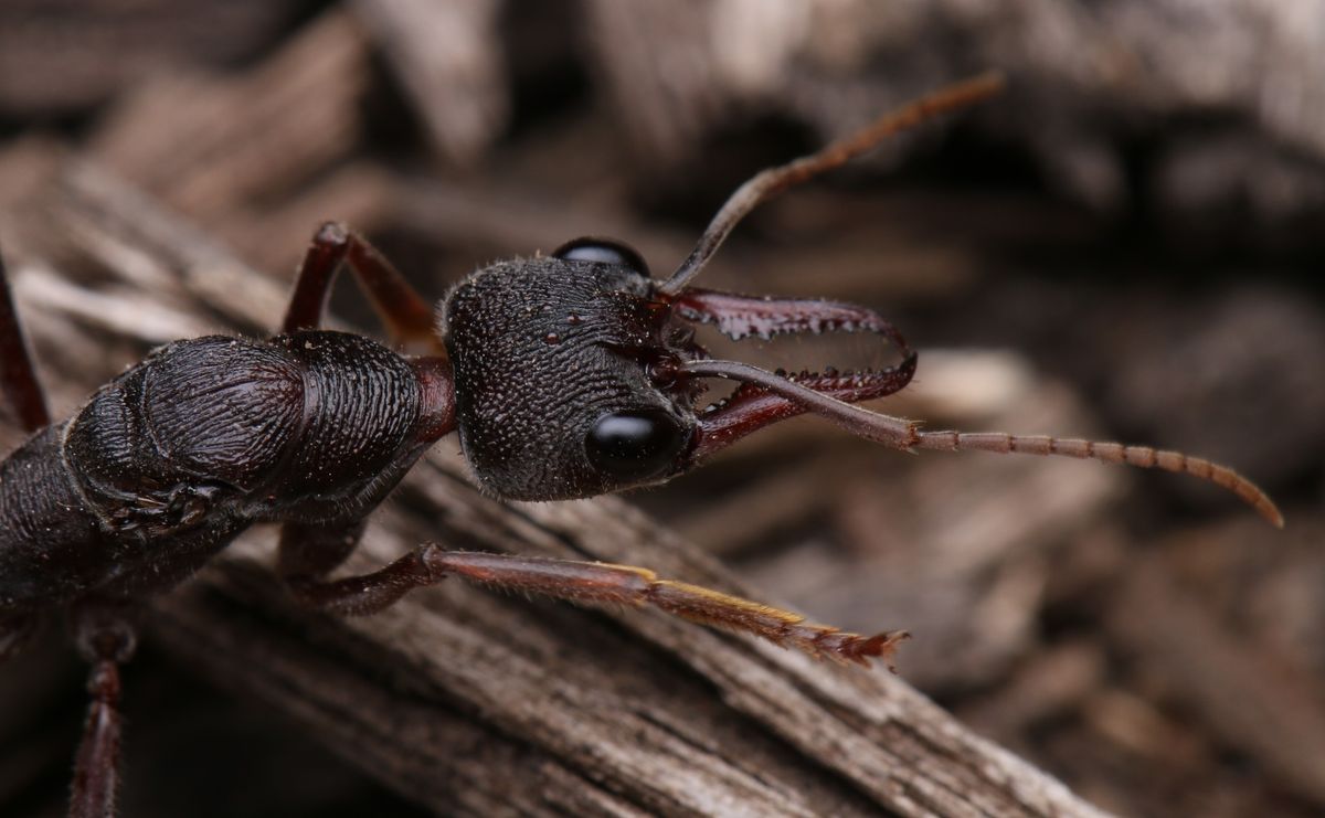 Great Southern Bioblitz with the Bugs in the Yalukit Willam Nature Reserve