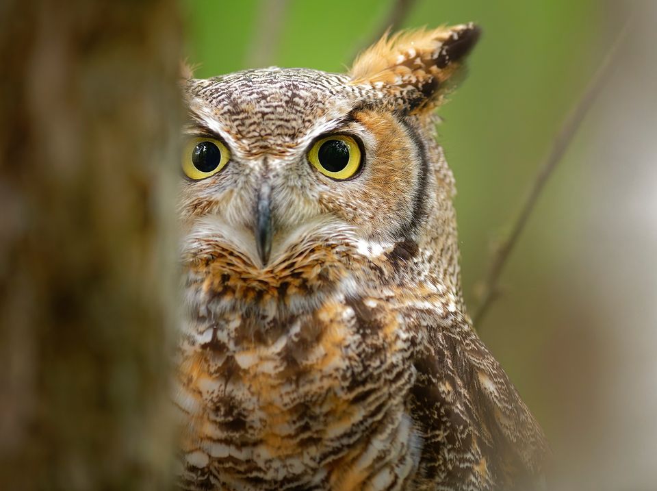 Raptor Photography Shoots