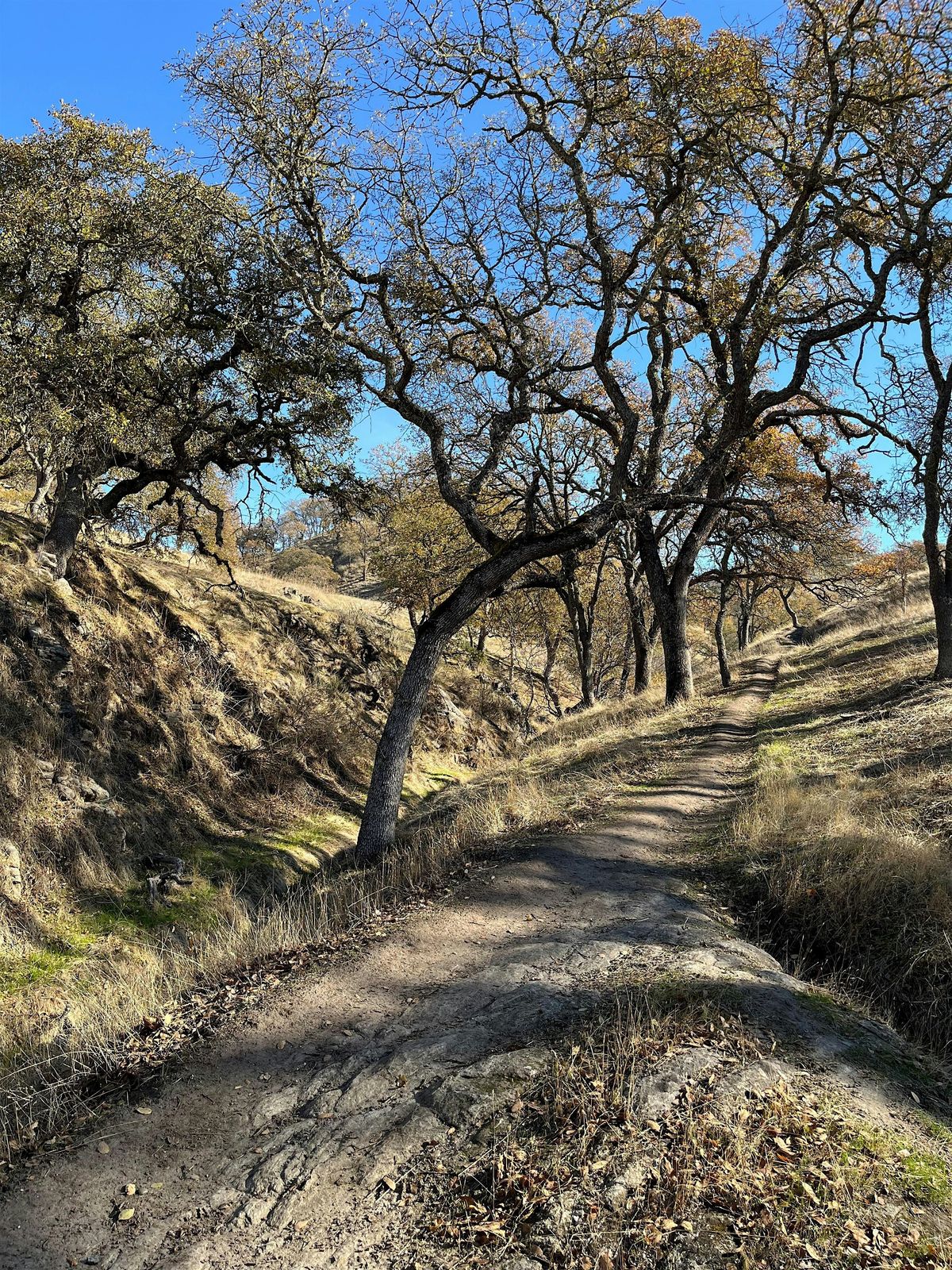 Twin Ponds Loop in Winter