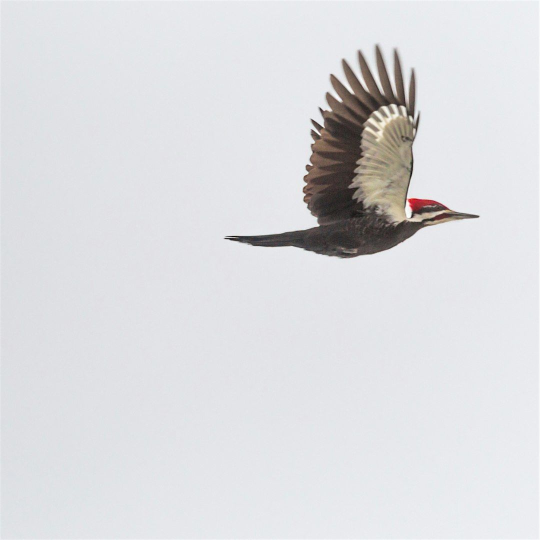 Early Bird Hike at Lake Indrio Preserve