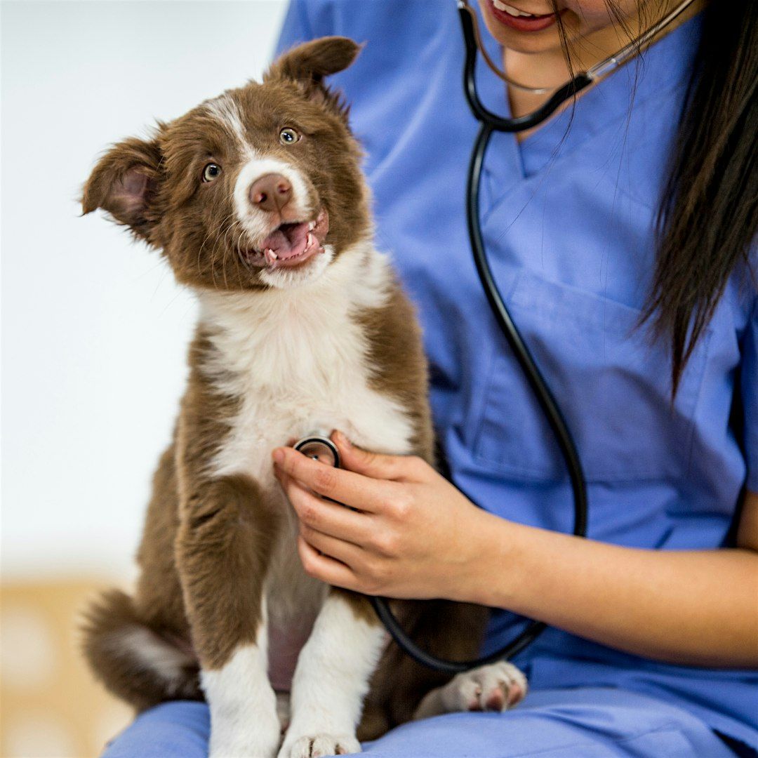 Entiende mejor a tu mascota: Taller de nutrici\u00f3n veterinaria