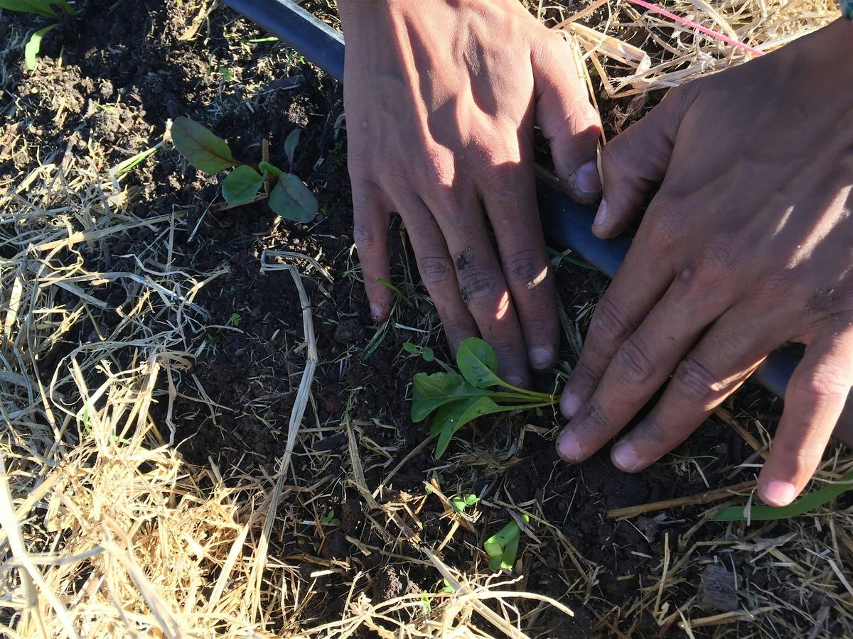 Fall Organic Vegetable Gardening in the Bay Area