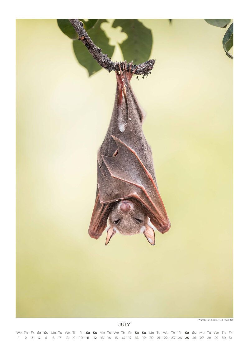 Fruit Bats