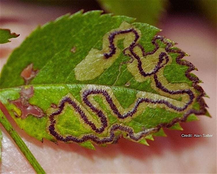 Introduction to Leaf Miners: Training for Beginners
