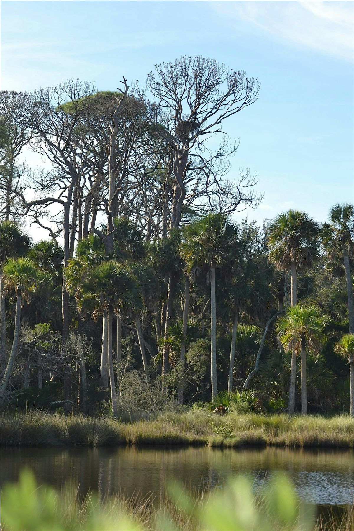 Birding Faver-Dykes State Park
