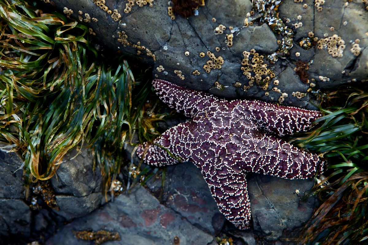 2025 WSU Beach Naturalist Training - Snohomish County