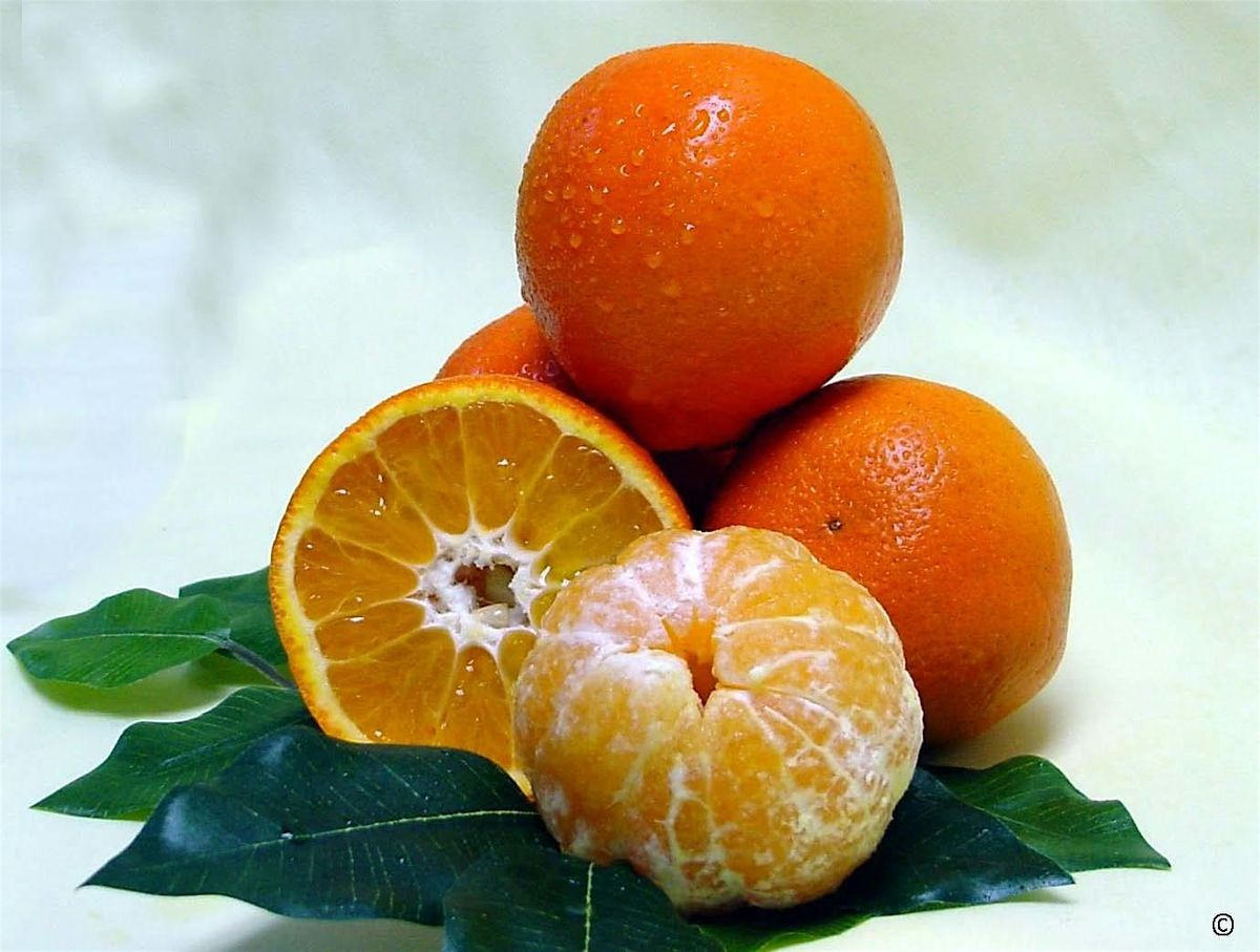 Grow Citrus Like a Floridian