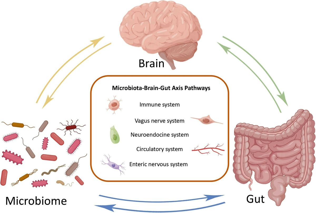 Gut Health & Immune Function Workshop