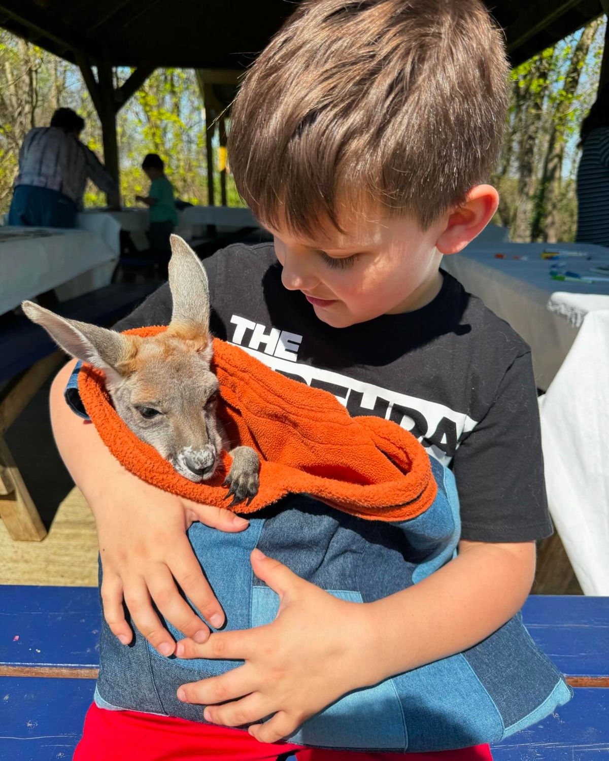 June- Baby Kangaroo Visit