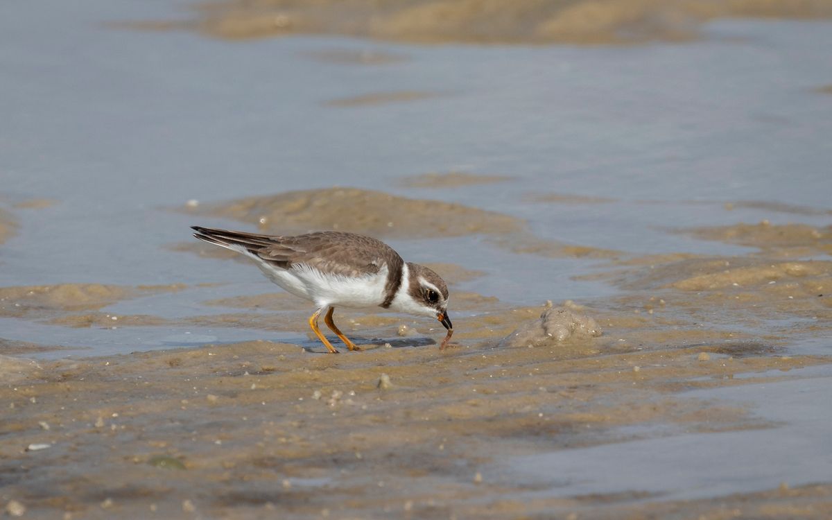 Winter Shorebird Stewarding - Lover's Key State Park