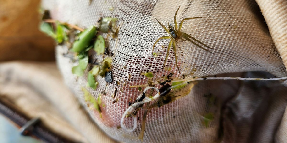 Dipnets and Donuts: Pond BioBlitz