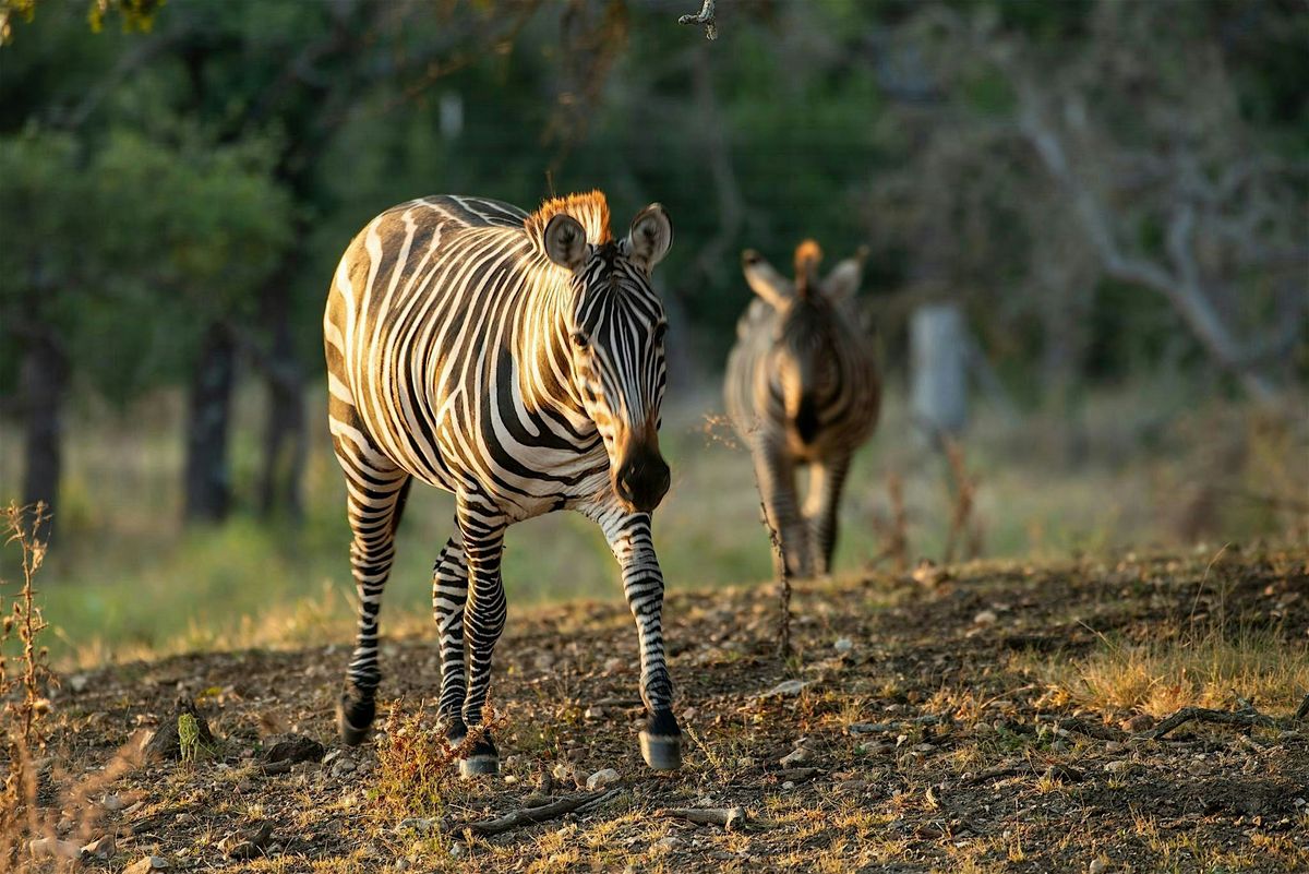 Ranch Hand for a Day: Fredericksburg Exotic Game Farm Experience!