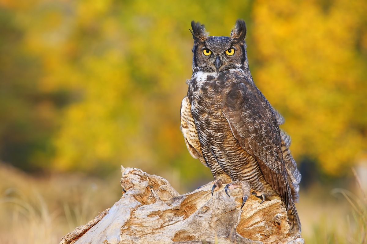 Lancashire Hawks and Owls