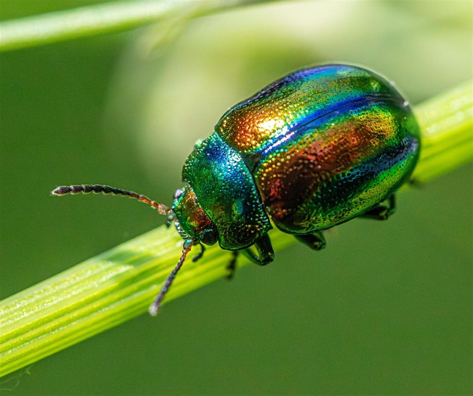 Nature Talk: Stephanie Dole